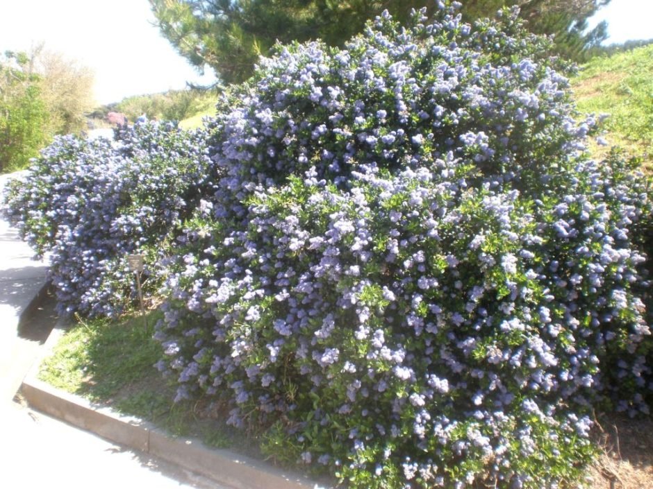 Como plantar Ceanothus griseus (Ceanothus griseus)_1