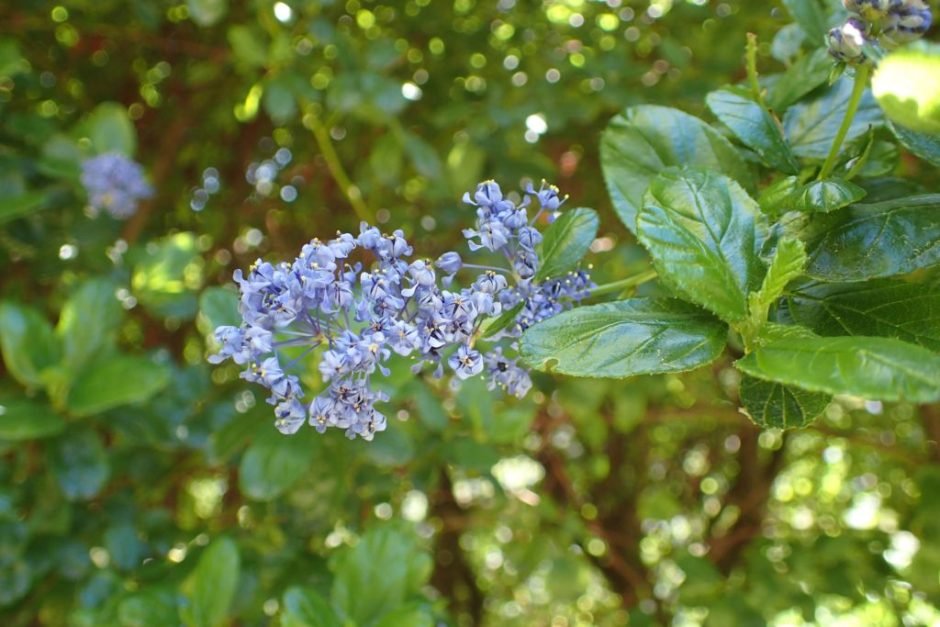 Onde plantar Ceanothus griseus (Ceanothus griseus)_2