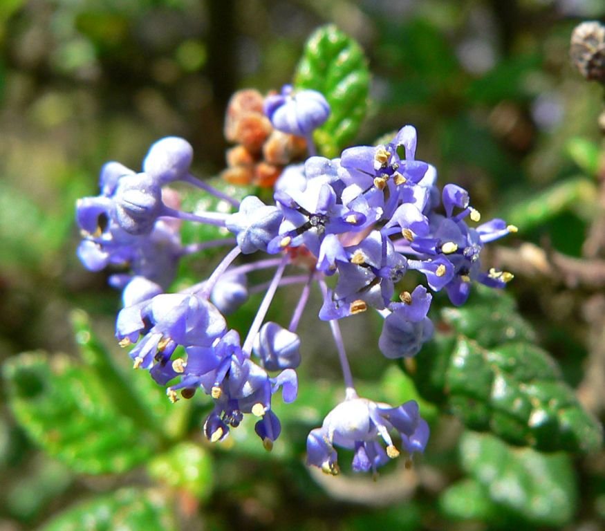 Ceanothus impressus (Ceanothus impressus)
