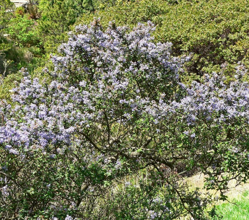 Como plantar Ceanothus impressus (Ceanothus impressus)_1