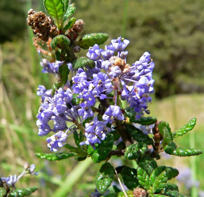 Onde plantar Ceanothus impressus (Ceanothus impressus)_2