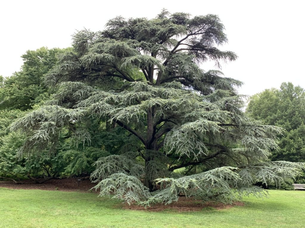 Cedro-do-Atlas 'Aurea' (Cedrus atlantica 'Aurea')