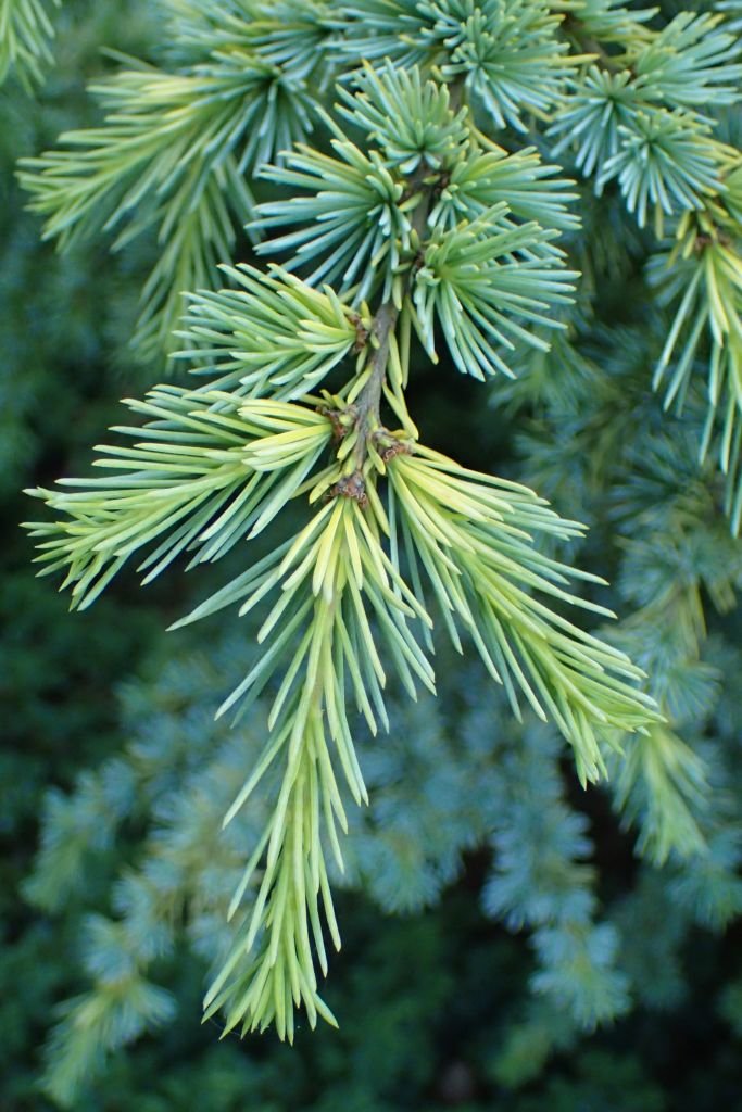 Como plantar Cedro-do-Atlas 'Aurea' (Cedrus atlantica 'Aurea')_1