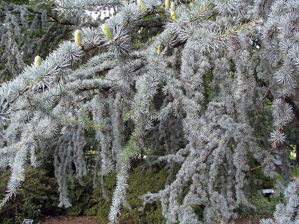 Cedro-do-Atlas 'Glauca' (Cedrus atlantica 'Glauca')