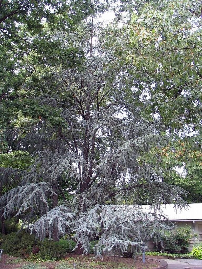 Como plantar Cedro-do-Atlas 'Glauca' (Cedrus atlantica 'Glauca')_1