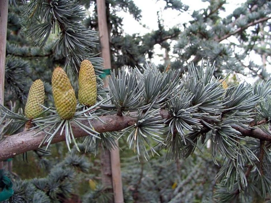 Onde plantar Cedro-do-Atlas 'Glauca' (Cedrus atlantica 'Glauca')_2