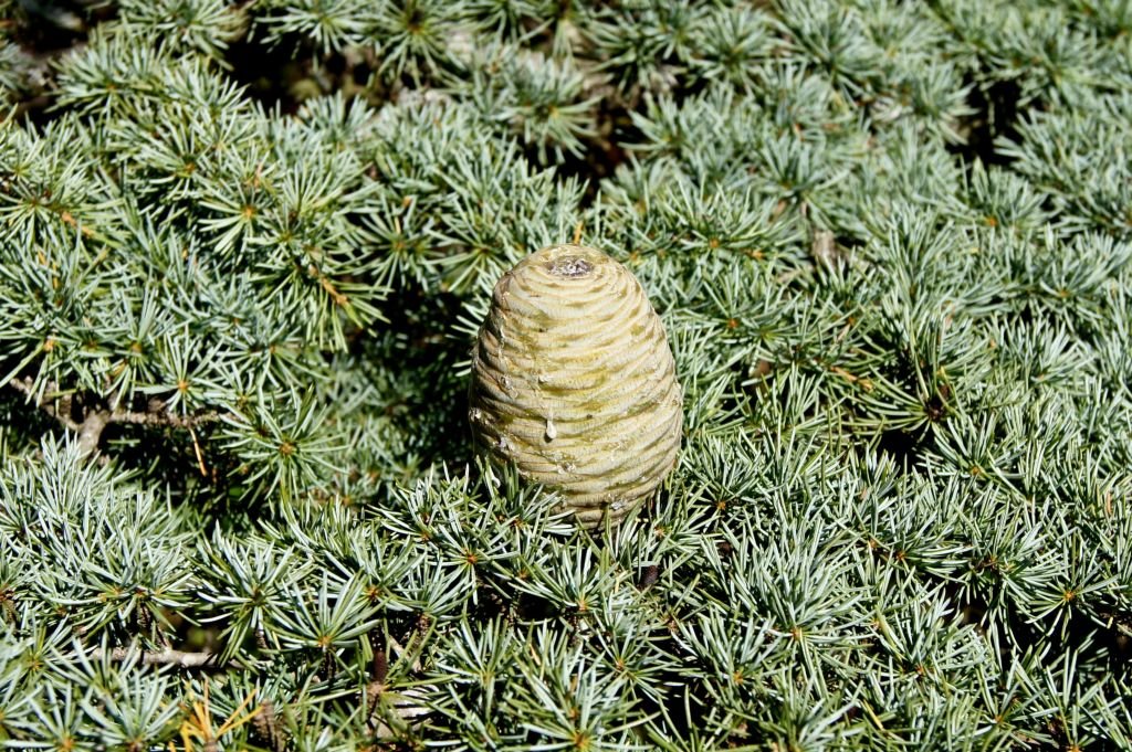 Cedro-do-Líbano (Cedrus libani)