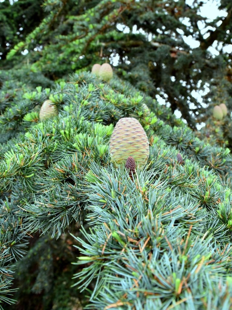 Como plantar Cedro-do-Líbano (Cedrus libani)_1