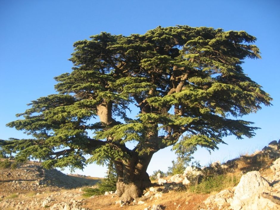 Onde plantar Cedro-do-Líbano (Cedrus libani)_2