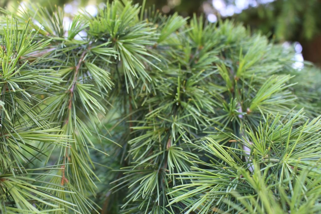 Cedro-dos-Himalaias (Cedrus deodara)