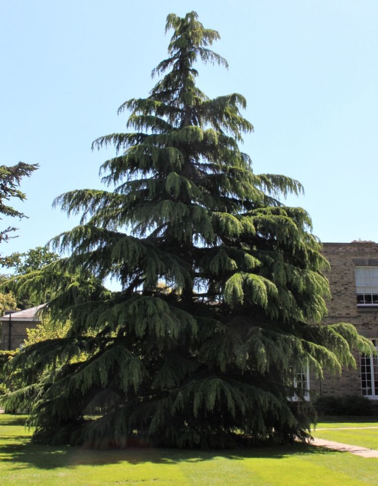 Como plantar Cedro-dos-Himalaias (Cedrus deodara)_1