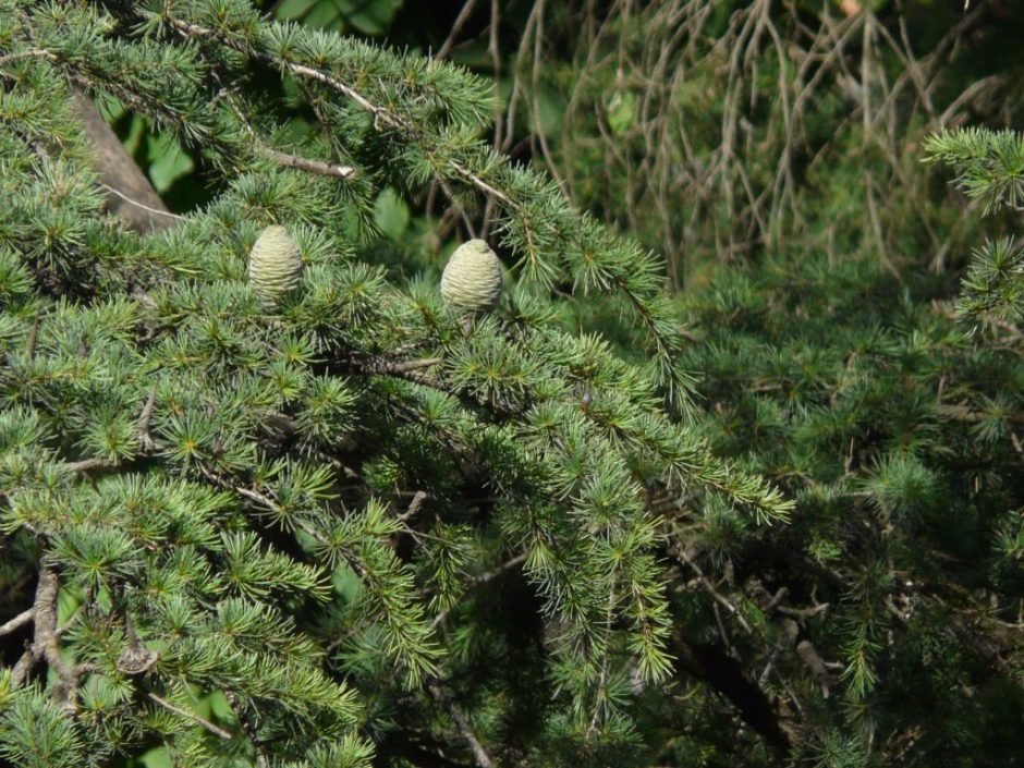 Onde plantar Cedro-dos-Himalaias (Cedrus deodara)_2