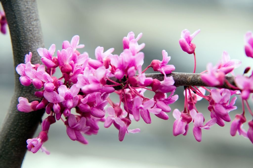 Cercis canadensis 'Lavender Twist' (Cercis canadensis 'Lavender Twist')