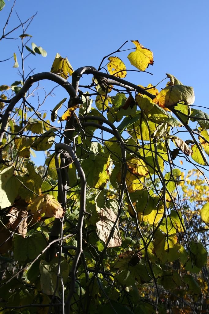 Como plantar Cercis canadensis 'Lavender Twist' (Cercis canadensis 'Lavender Twist')_1