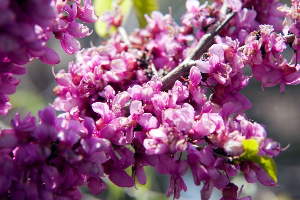Cercis chinensis 'Avondale' (Cercis chinensis 'Avondale')