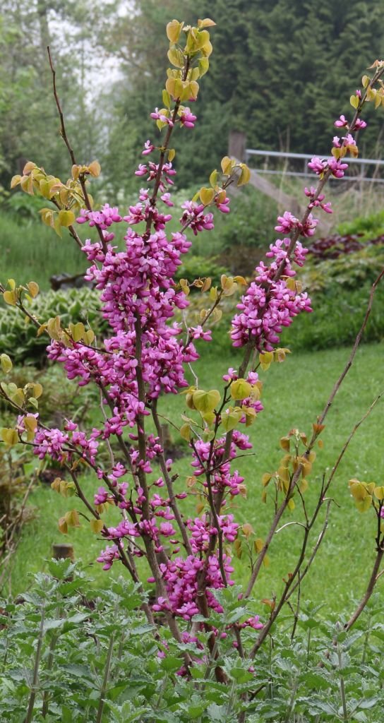 Como plantar Cercis chinensis 'Avondale' (Cercis chinensis 'Avondale')_1