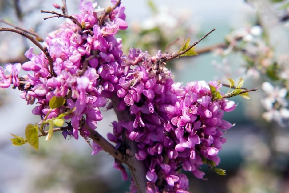 Onde plantar Cercis chinensis 'Avondale' (Cercis chinensis 'Avondale')_2