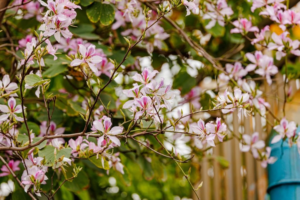 Cercis chinensis (Cercis chinensis)