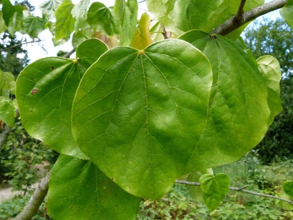Como plantar Cercis chinensis (Cercis chinensis)_1