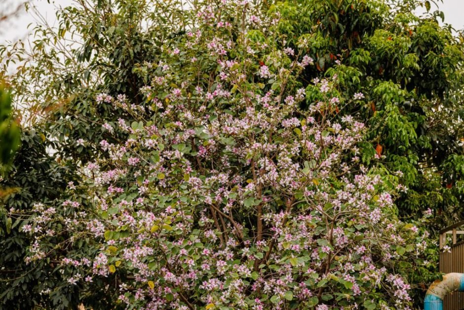 Onde plantar Cercis chinensis (Cercis chinensis)_2