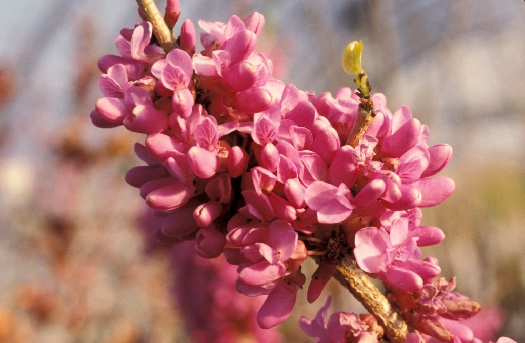 Cercis chinensis 'Don Egolf' (Cercis chinensis 'Don Egolf')