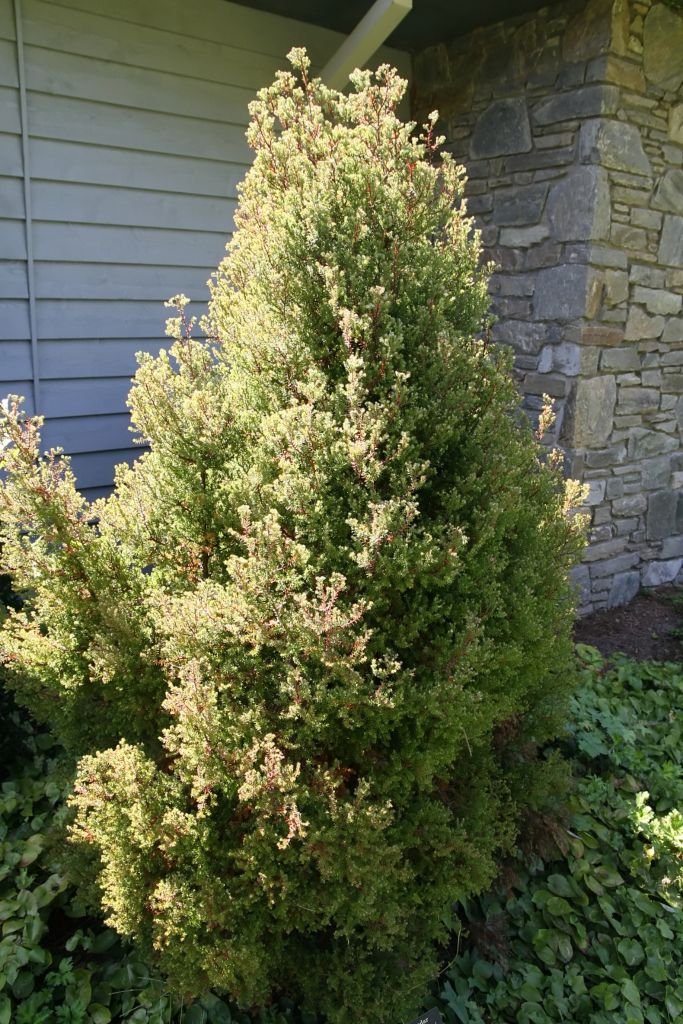 Como plantar Cipreste 'Ericoides' (Chamaecyparis thyoides 'Ericoides')_1