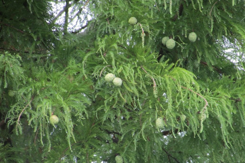 Cipreste-dos-pântanos (Taxodium distichum)