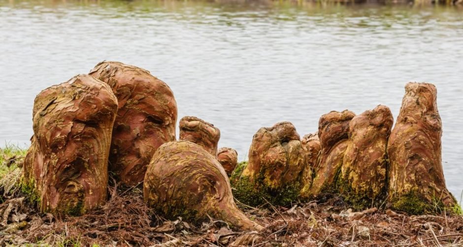 Onde plantar Cipreste-dos-pântanos (Taxodium distichum)_2