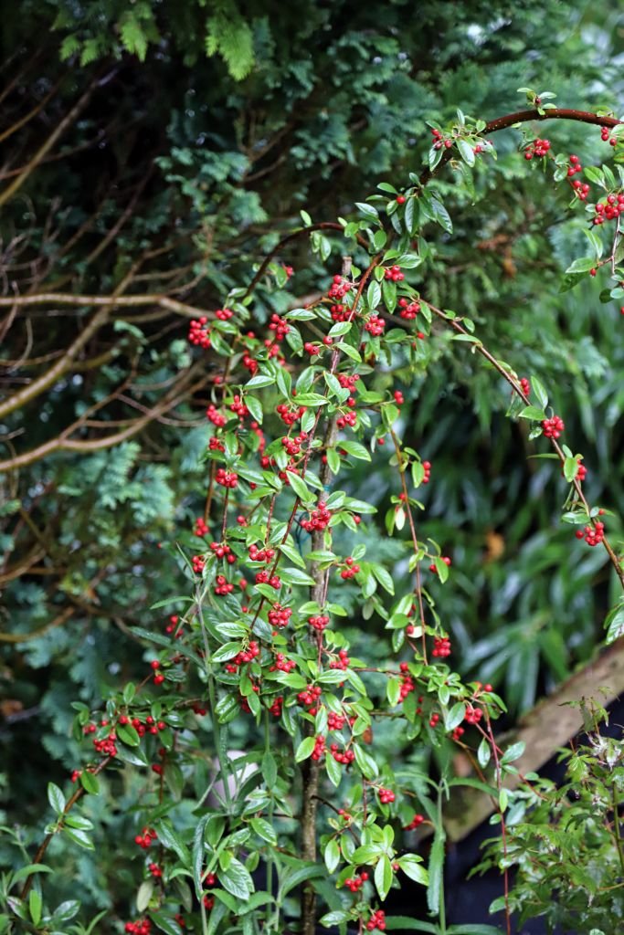 Cotoneaster 'Hybridus Pendulus' (Cotoneaster 'Hybridus Pendulus')