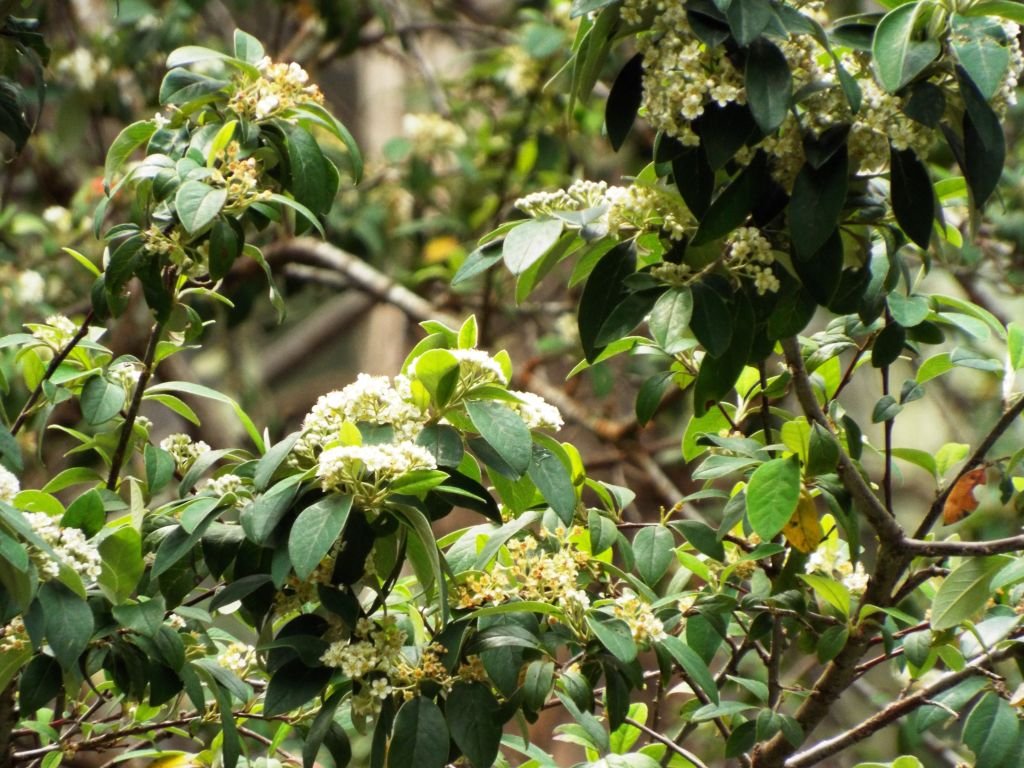 Cotoneaster harrovianus (Cotoneaster harrovianus)