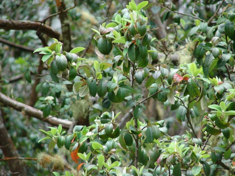 Onde plantar Cotoneaster harrovianus (Cotoneaster harrovianus)_2
