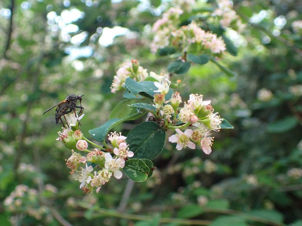Cotoneaster sikangensis (Cotoneaster sikangensis)
