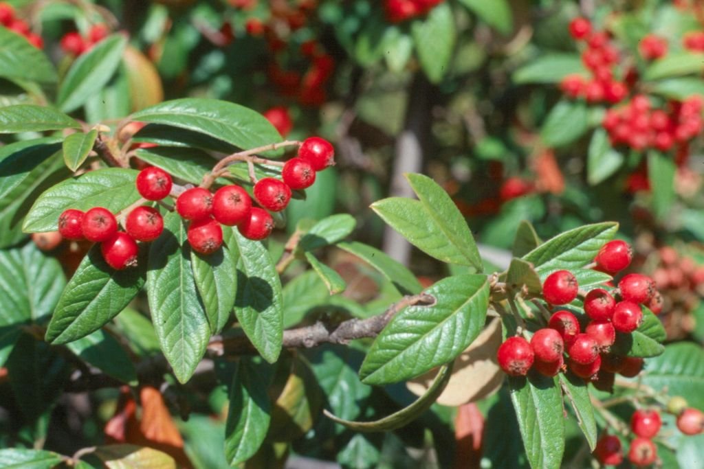 Cotoneaster × watereri (Cotoneaster × watereri)