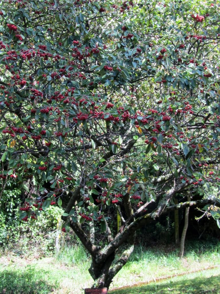 Como plantar Cotoneaster × watereri (Cotoneaster × watereri)_1
