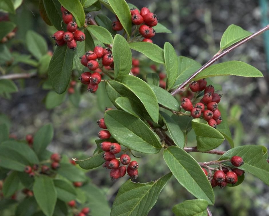 Onde plantar Cotoneaster × watereri (Cotoneaster × watereri)_2