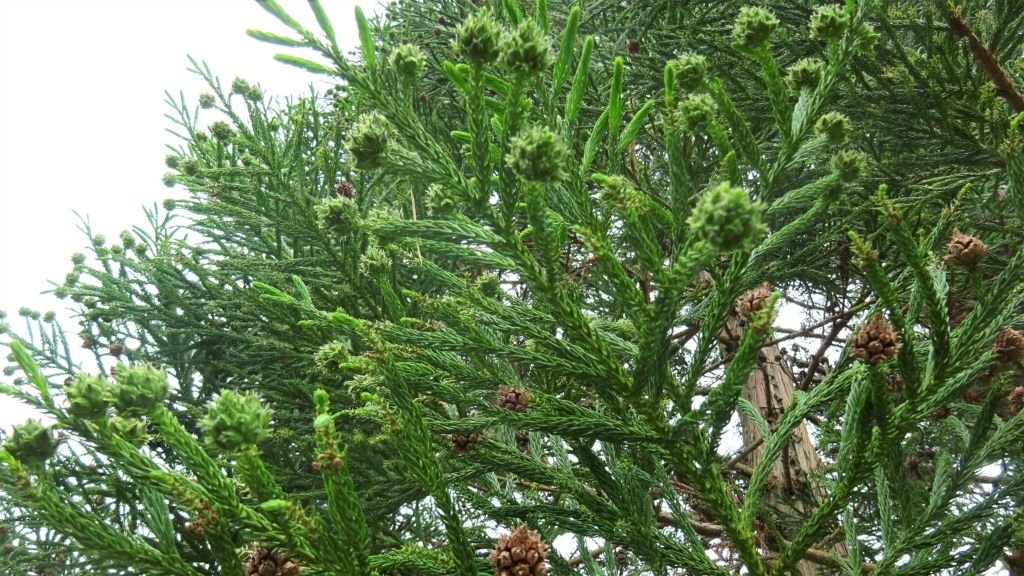 Criptoméria (Cryptomeria japonica)