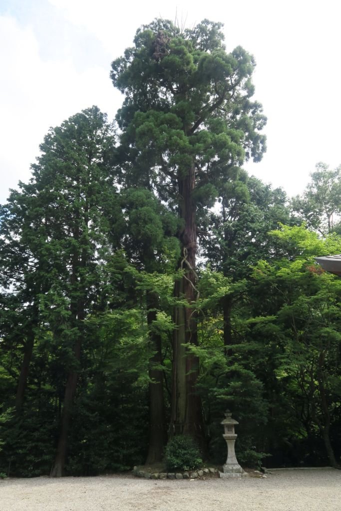 Como plantar Criptoméria (Cryptomeria japonica)_1