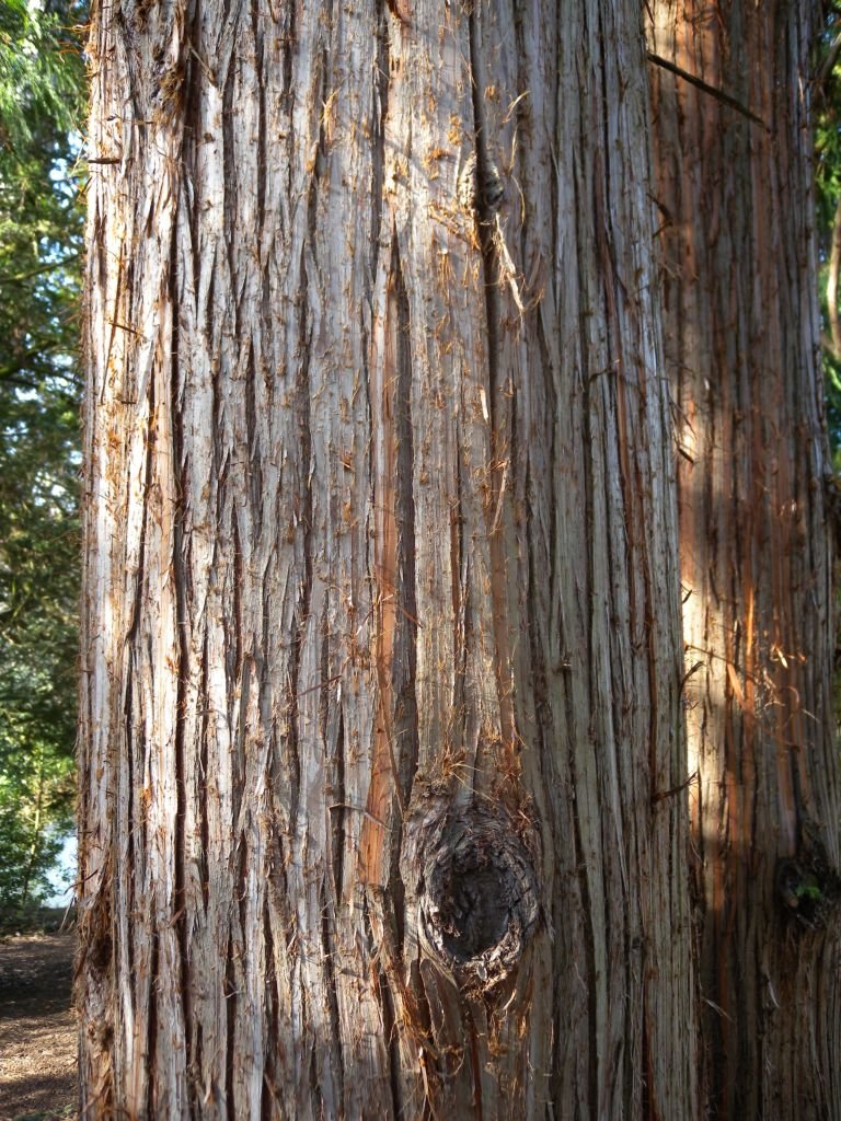 Onde plantar Criptoméria (Cryptomeria japonica)_2