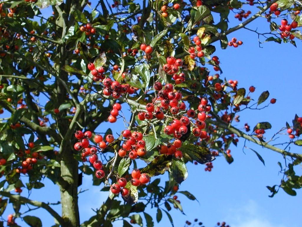 Espinheiro 'Carrierei' (Crataegus × lavalleei 'Carrierei')