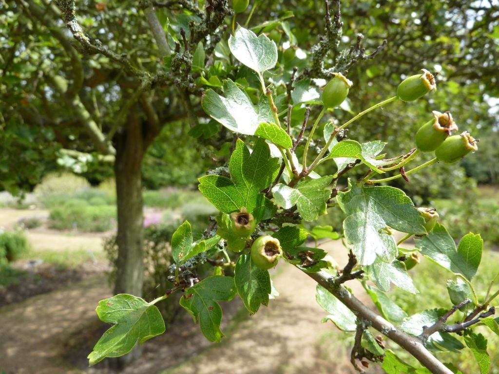 Espinheiro 'Punicea' (Crataegus laevigata 'Punicea')