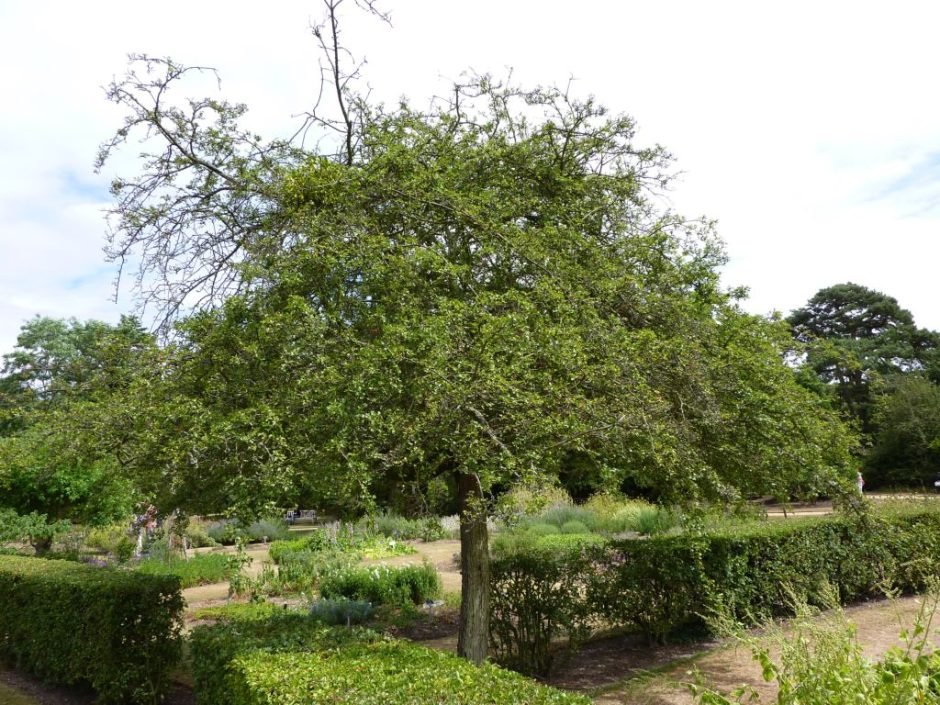 Como plantar Espinheiro 'Punicea' (Crataegus laevigata 'Punicea')_1
