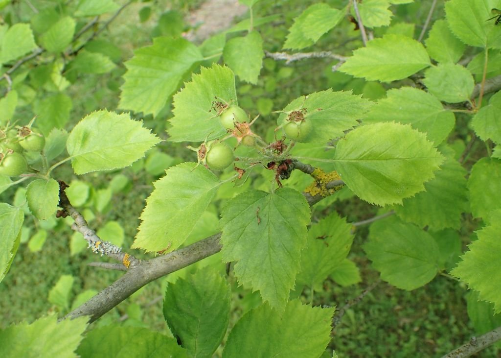 Espinheiro durobrivensis (Crataegus × durobrivensis)