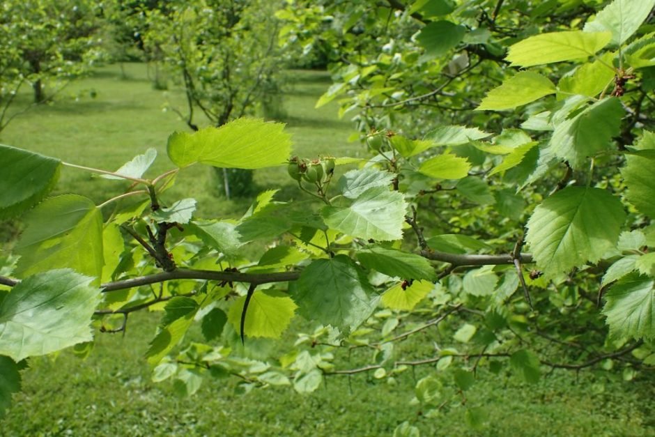 Como plantar Espinheiro durobrivensis (Crataegus × durobrivensis)_1