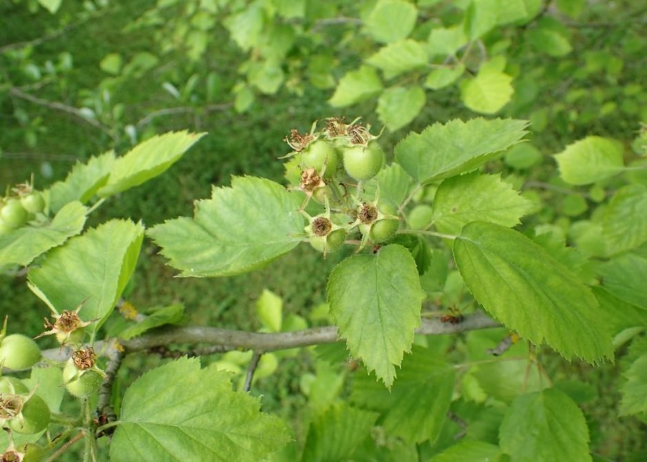 Onde plantar Espinheiro durobrivensis (Crataegus × durobrivensis)_2