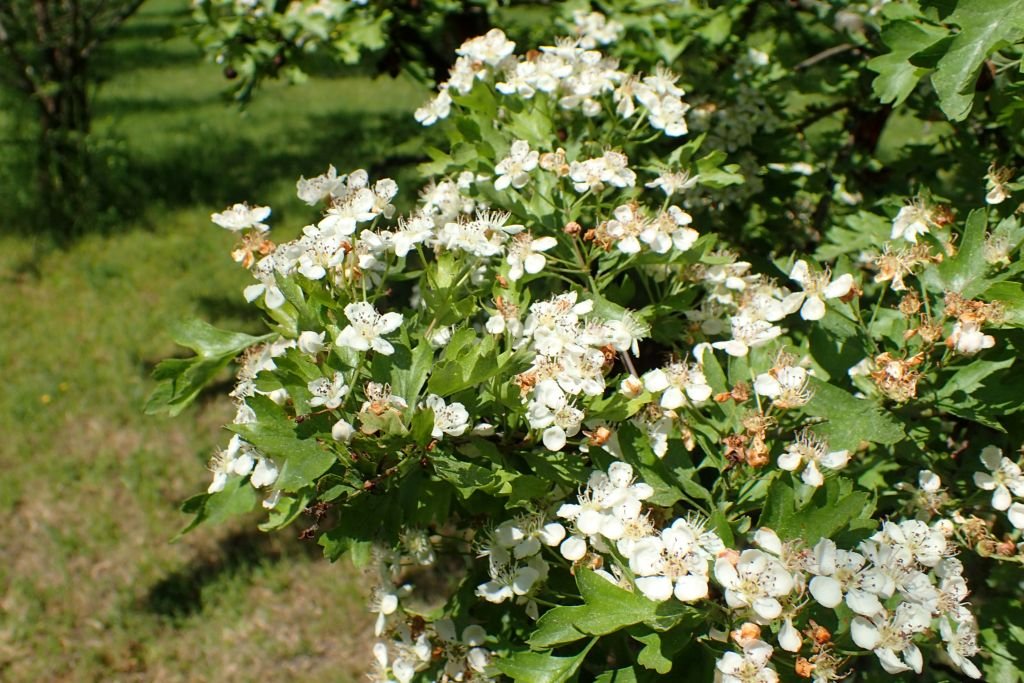 Espinheiro laevigata (Crataegus laevigata)