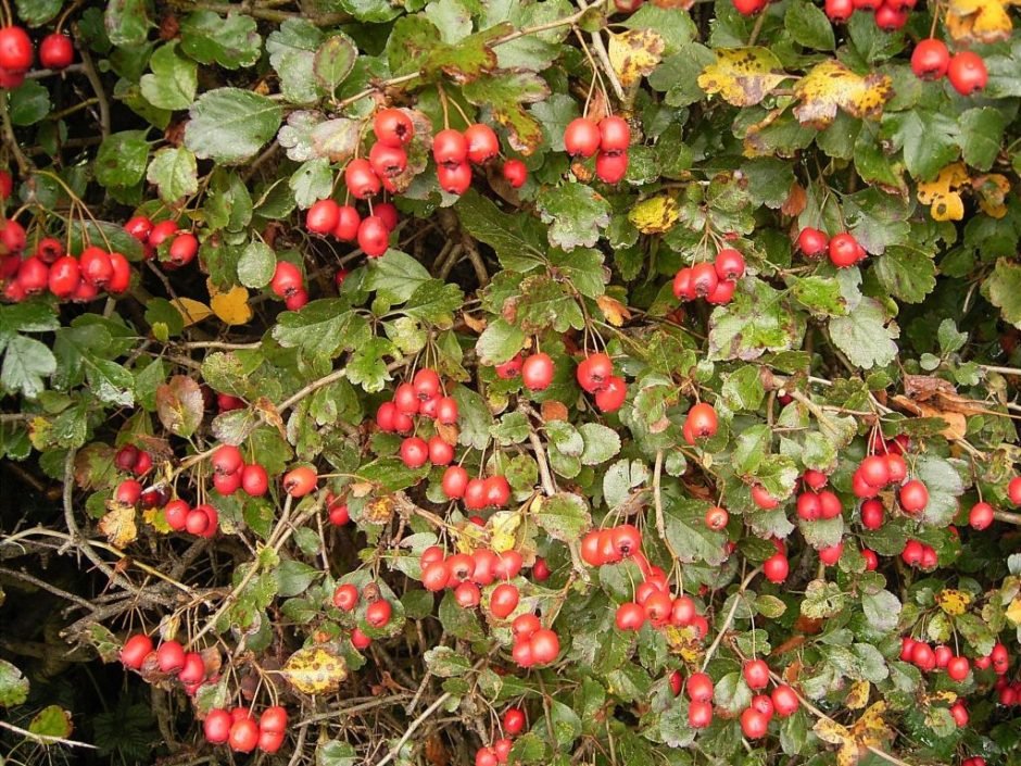 Como plantar Espinheiro laevigata (Crataegus laevigata)_1