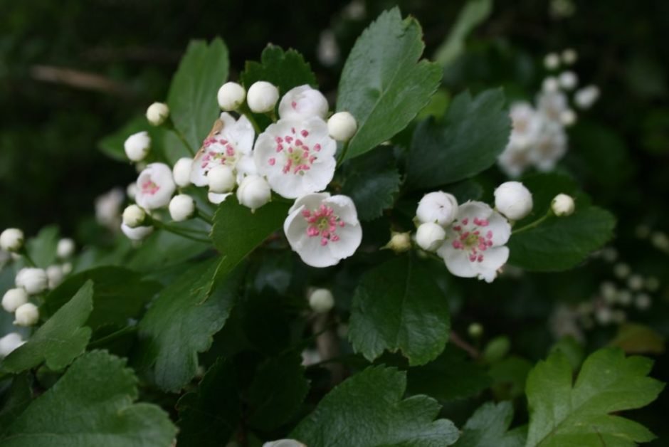 Onde plantar Espinheiro laevigata (Crataegus laevigata)_2