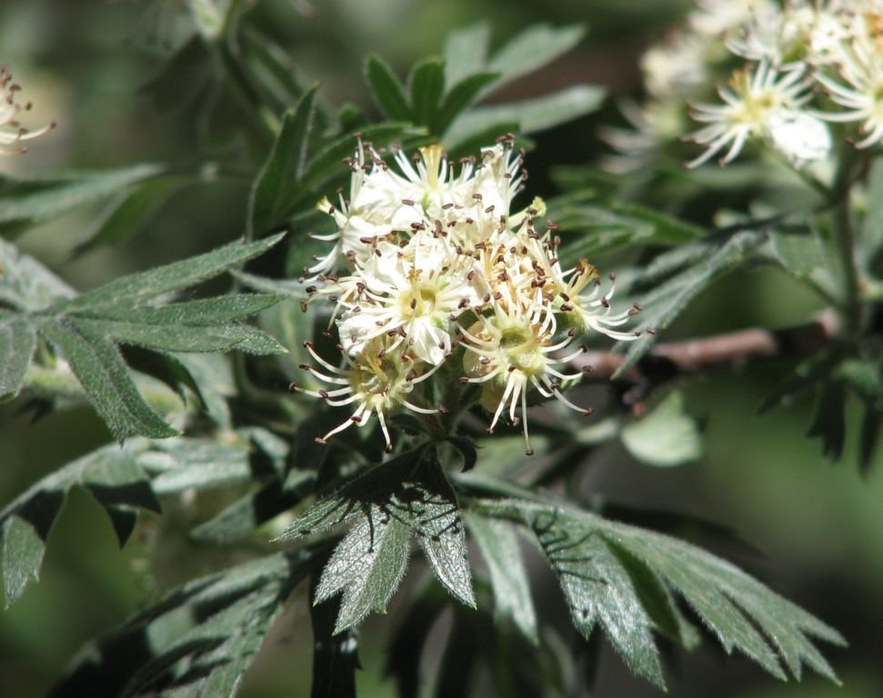 Espinheiro orientalis (Crataegus orientalis)