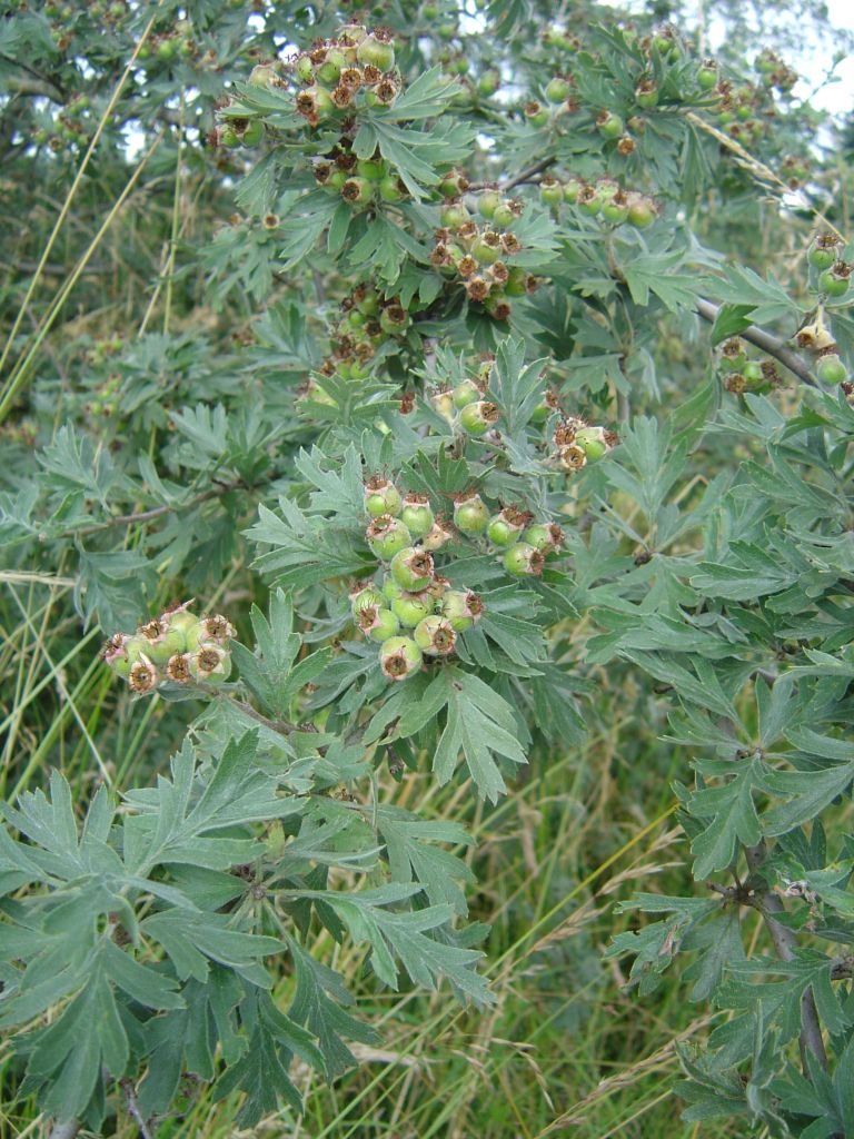 Onde plantar Espinheiro orientalis (Crataegus orientalis)_2