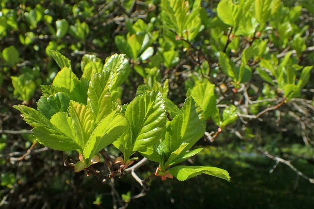 Espinheiro persimilis (Crataegus persimilis)